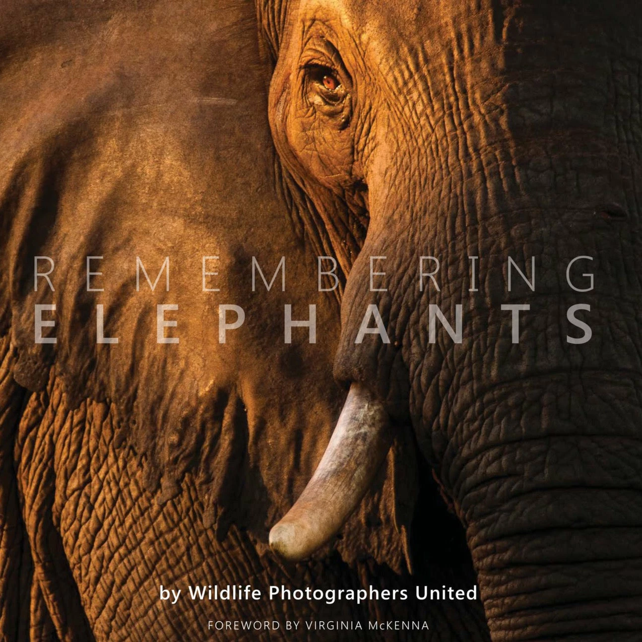 Margot Raggett Remembering Elephants Books 3 Margot Raggett Remembering Elephants Books